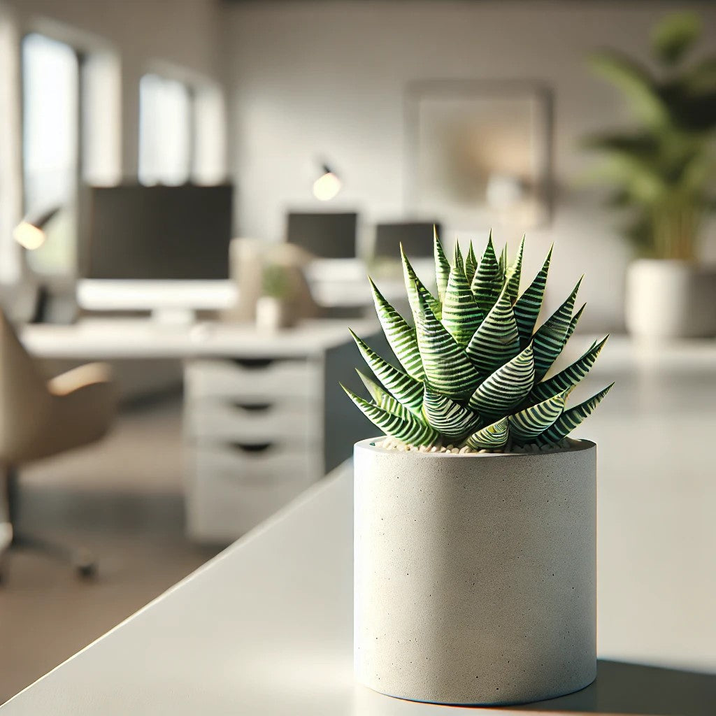 Plantas para Oficinas