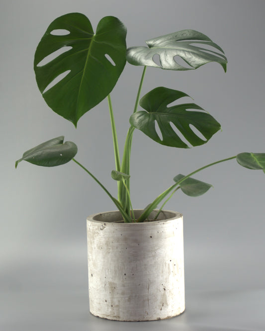 MONSTERA DELICIOSA S