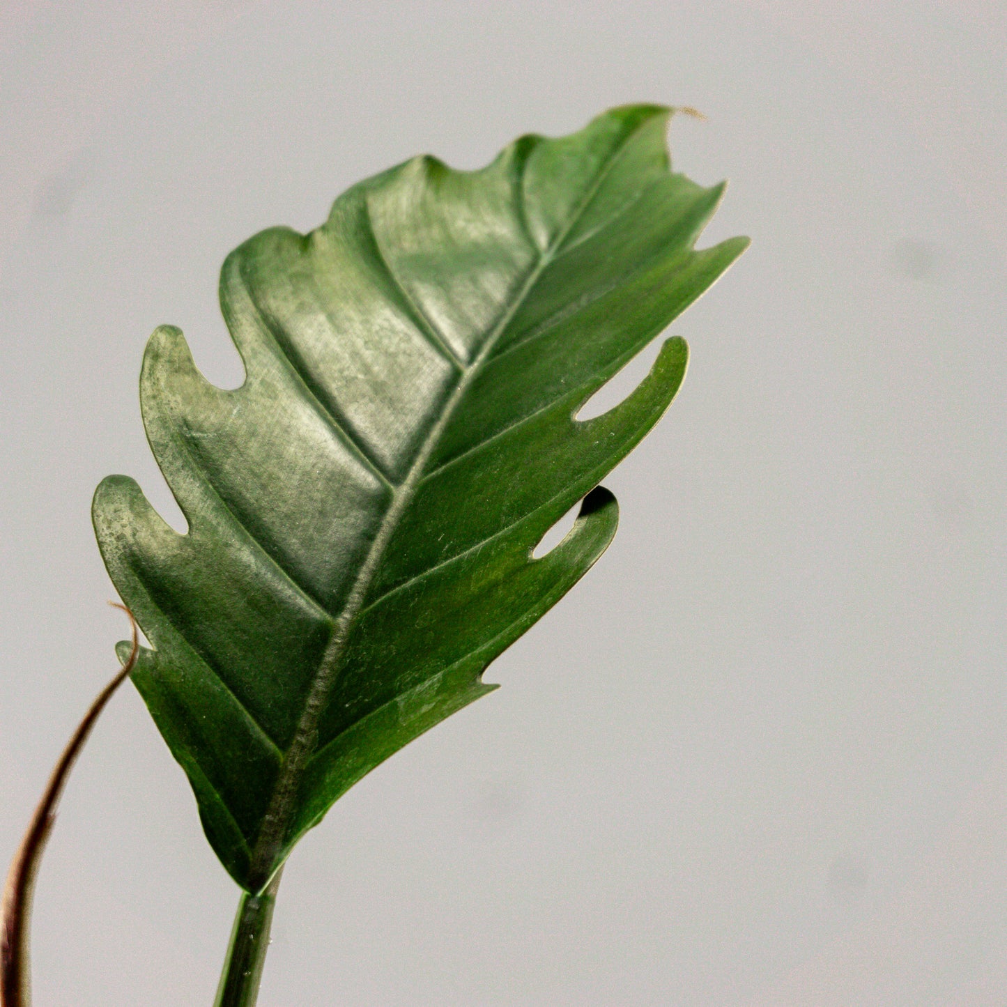 PHILODENDRON PLUTO