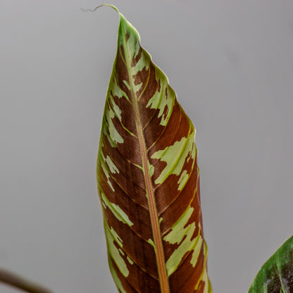 MUSA ACUMINATA ZEBRINA