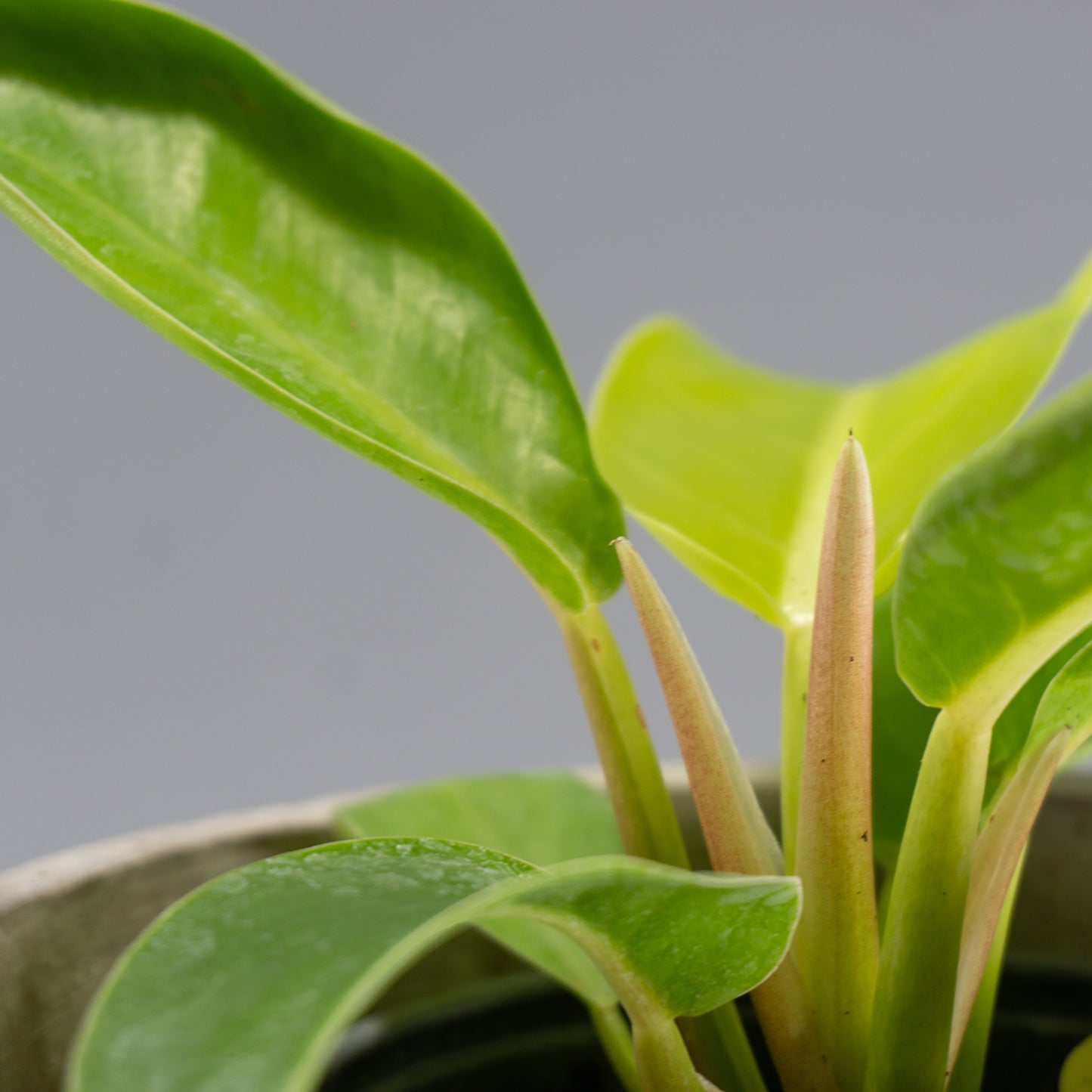 PHILODENDRON RING OF FIRE GOLDEN