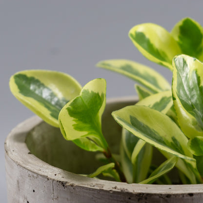 PEPEROMIA OBTUSIFOLIA ALBO-MARGINATA