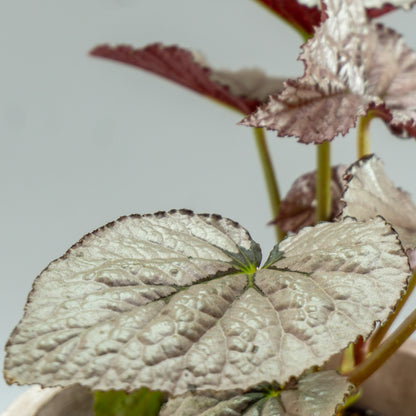 BEGONIA COLECCIÓN