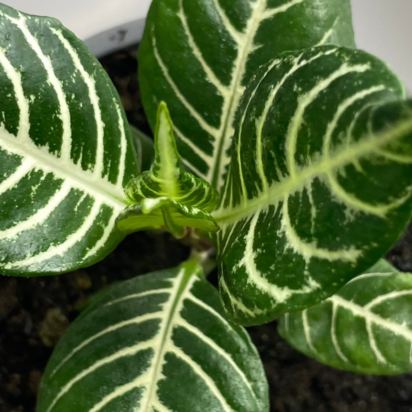 APHELANDRA