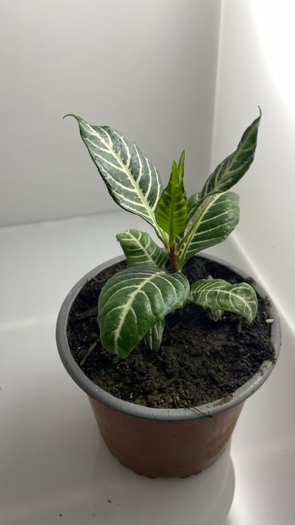 APHELANDRA