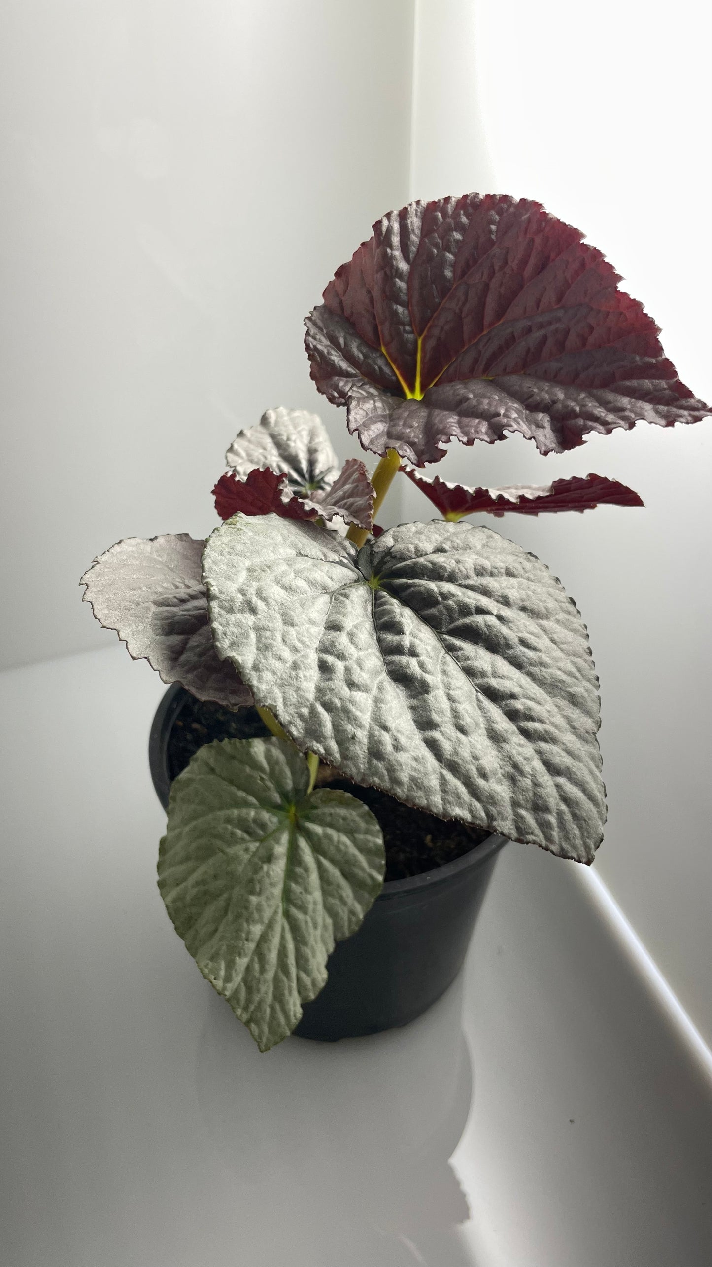 BEGONIA COLECCIÓN