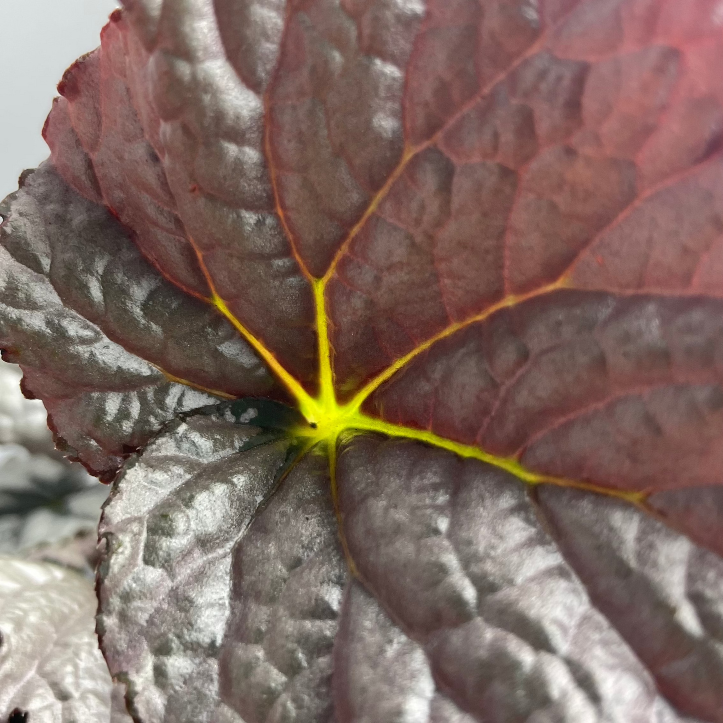 BEGONIA COLECCIÓN