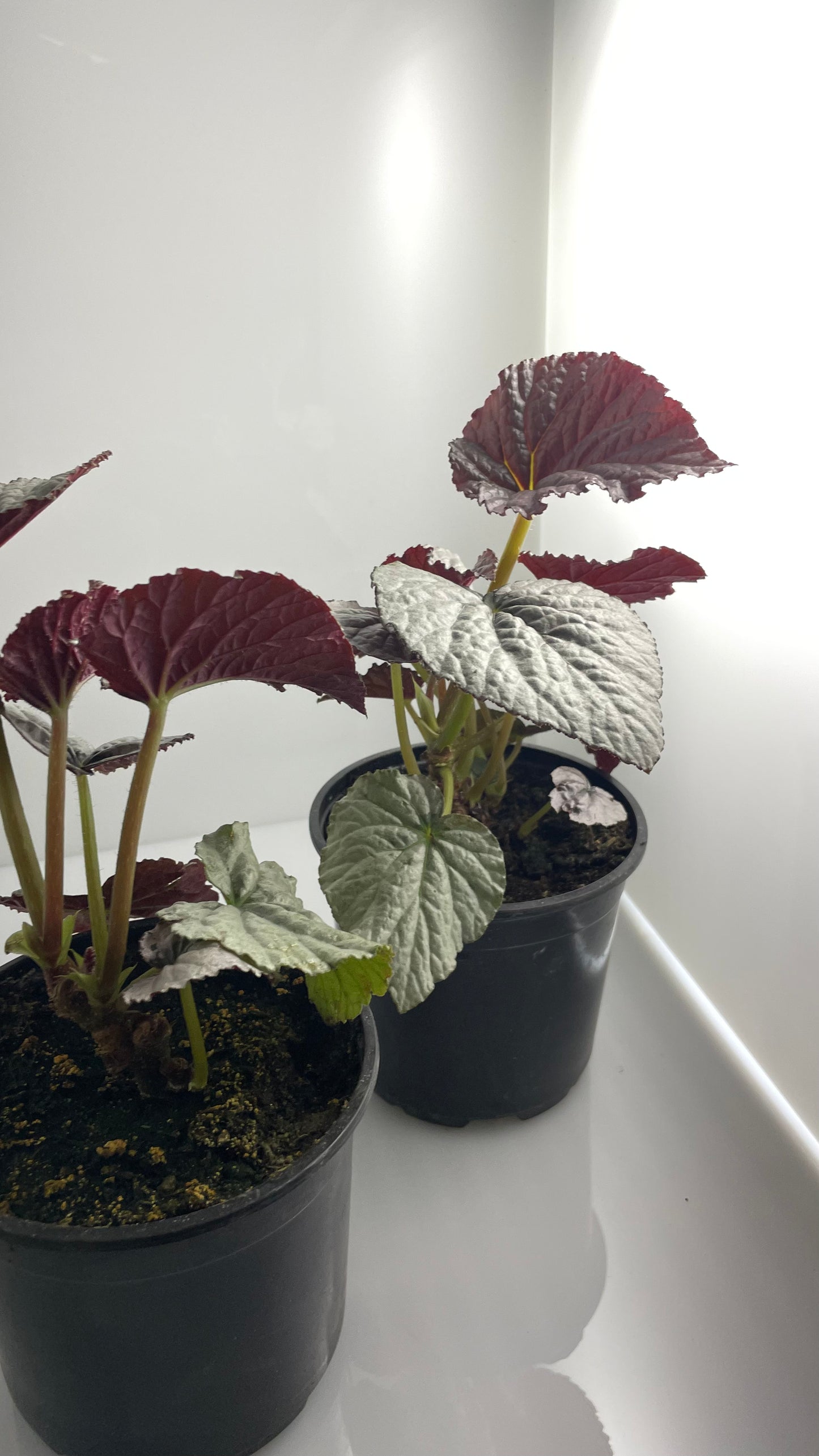 BEGONIA COLECCIÓN