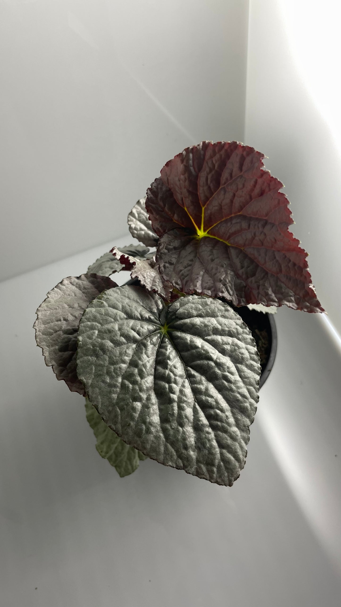 BEGONIA COLECCIÓN