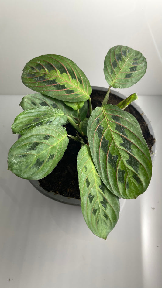 MARANTA LEUCONERA