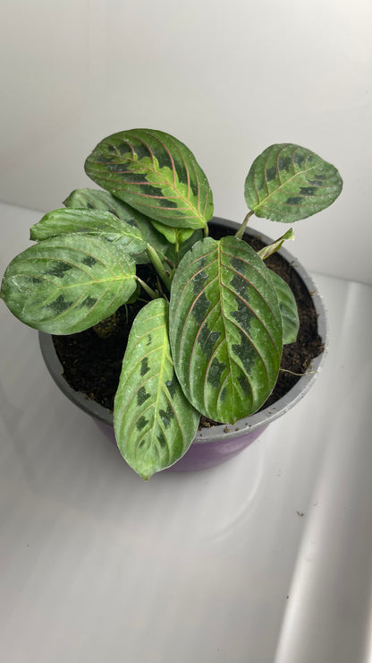 MARANTA LEUCONERA