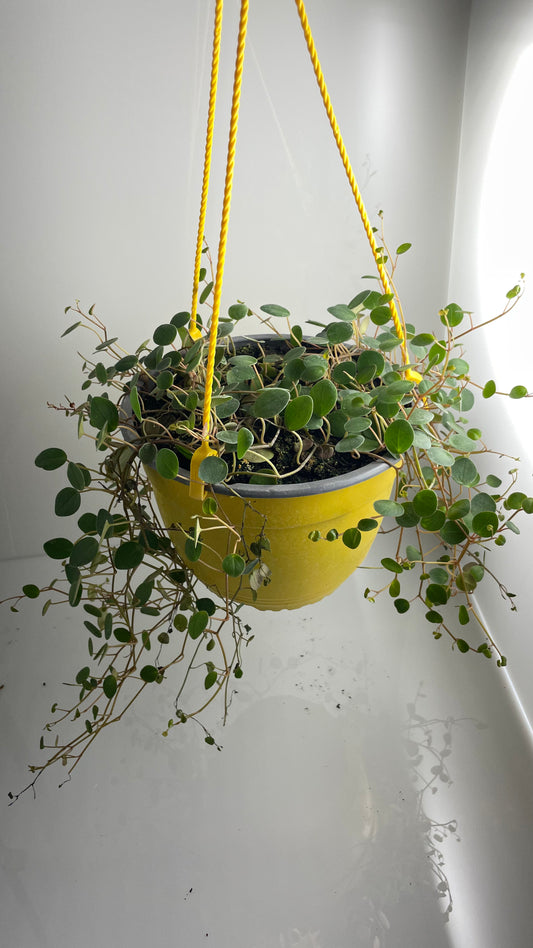 PEPEROMIA ROTUNDIFLORA