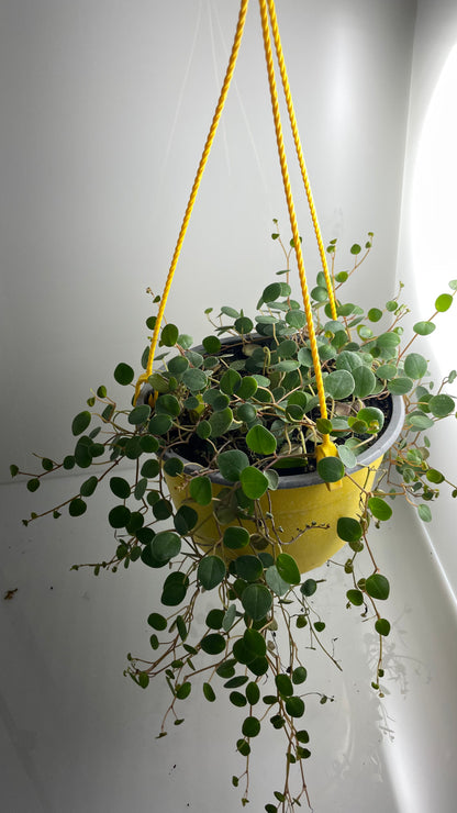 PEPEROMIA ROTUNDIFLORA